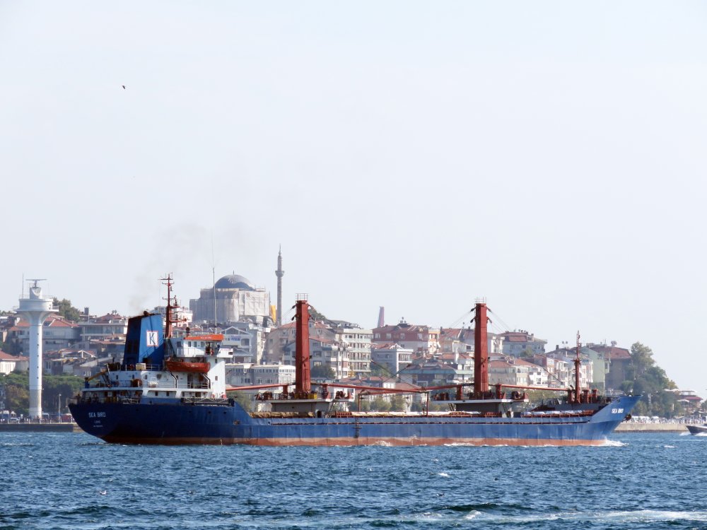 Sea Bird