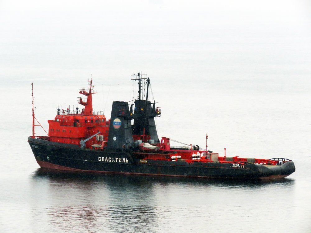 Irbis